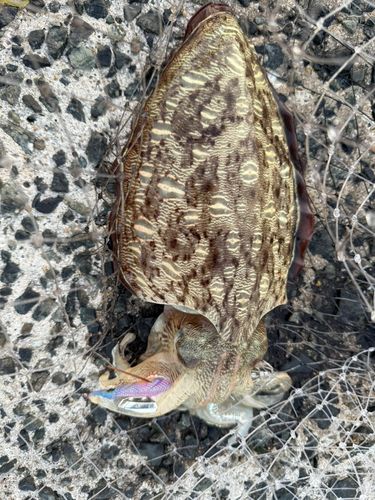モンゴウイカの釣果