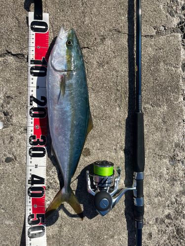 ハマチの釣果