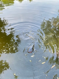 ナマズの釣果