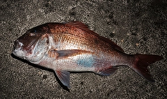 タイの釣果