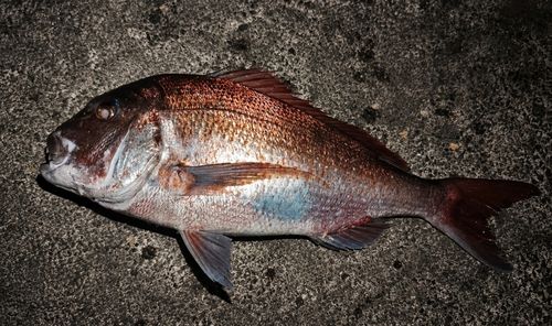 タイの釣果