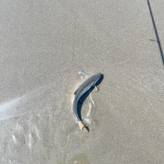 アメマスの釣果