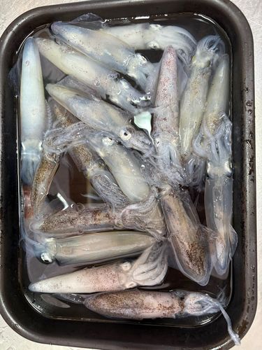 マメイカの釣果