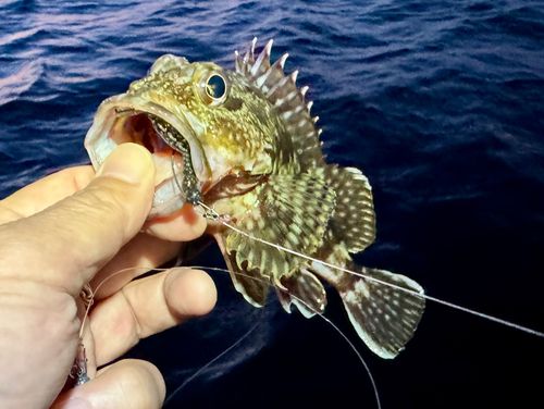 ガシラの釣果