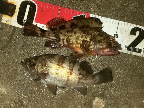 カサゴの釣果