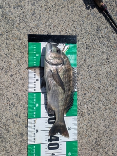 クロダイの釣果
