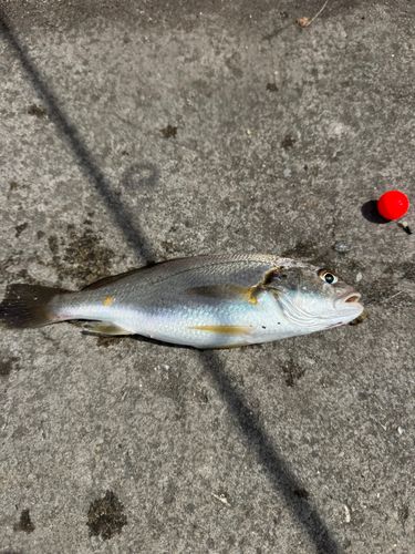イシモチの釣果
