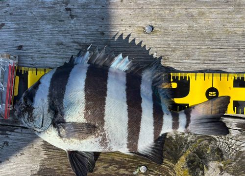 サンバソウの釣果