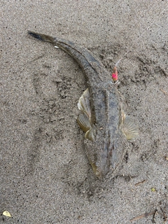マゴチの釣果