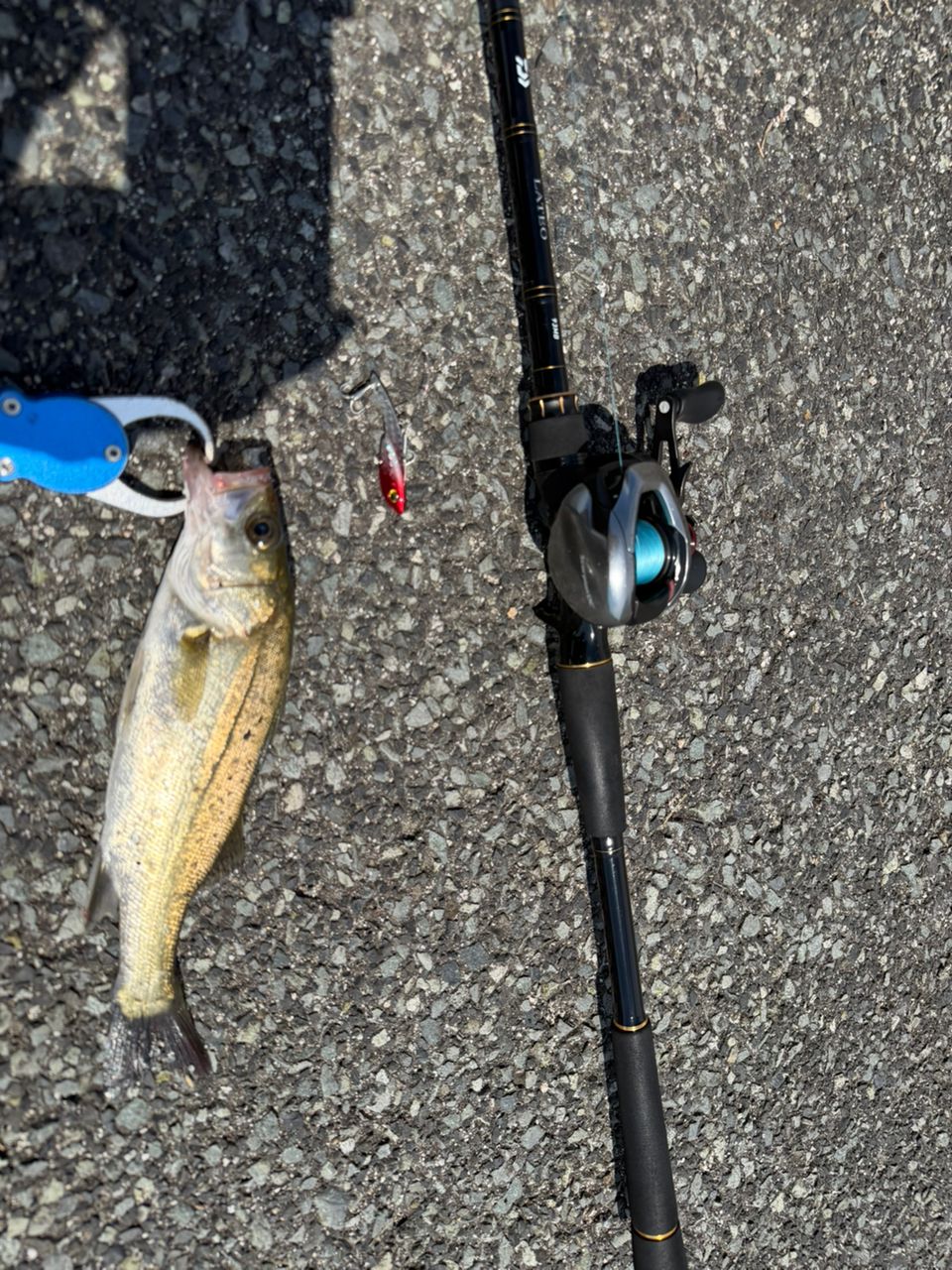DAIWA 20ラテオ・R ベイトモデル 93MBの最安値・インプレ・釣果 | 本音