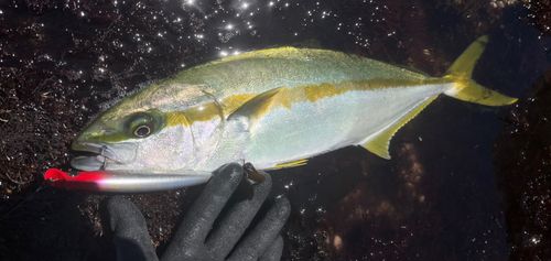 ヒラマサの釣果