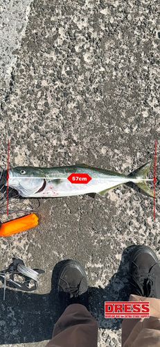 イナダの釣果
