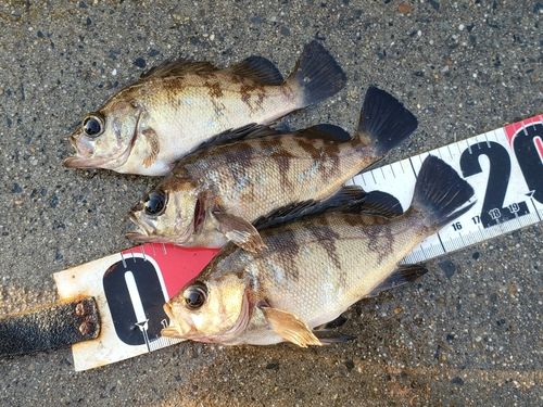 メバルの釣果