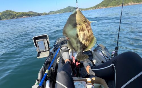 カワハギの釣果