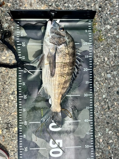 クロダイの釣果