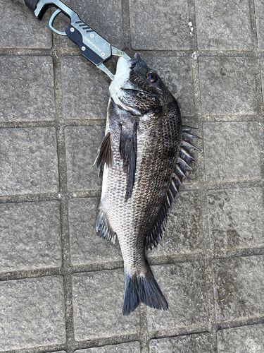 クロダイの釣果