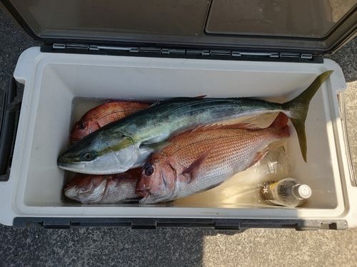 ワラサの釣果