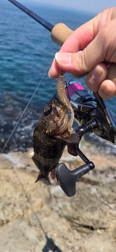 ムラソイの釣果