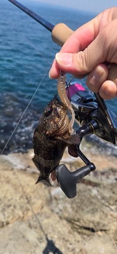 ムラソイの釣果