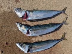 サバの釣果