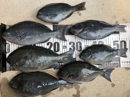 オナガグレの釣果