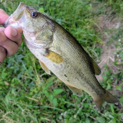 ラージマウスバスの釣果