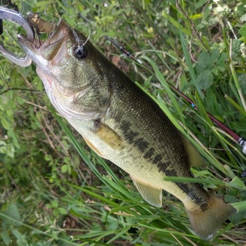ラージマウスバスの釣果
