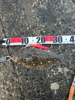 ソゲの釣果