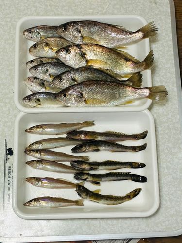 シログチの釣果