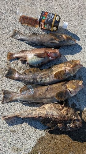 アイナメの釣果