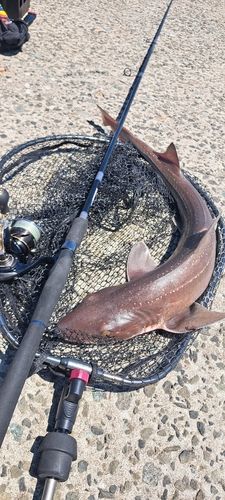 サメの釣果