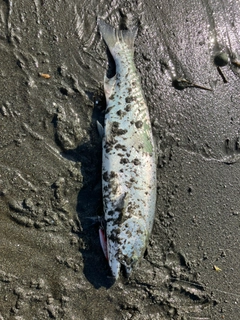 サクラマスの釣果