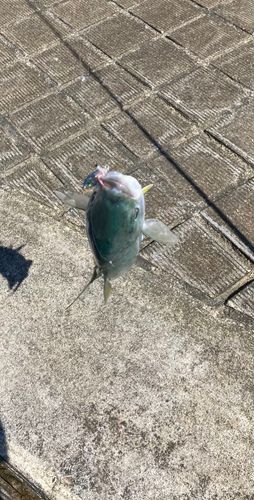 ワカシの釣果