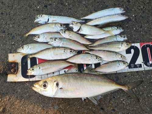 アジの釣果