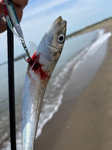 イワシの釣果