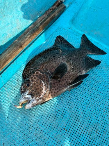 イシガキダイの釣果