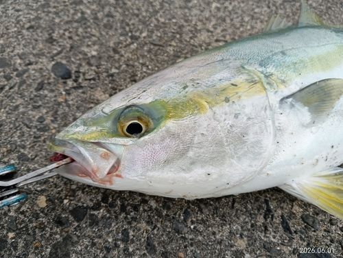 イナダの釣果