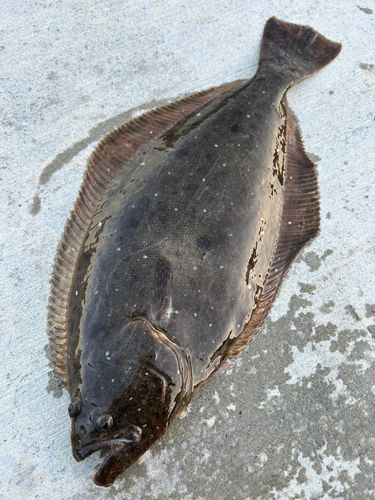 ヒラメの釣果
