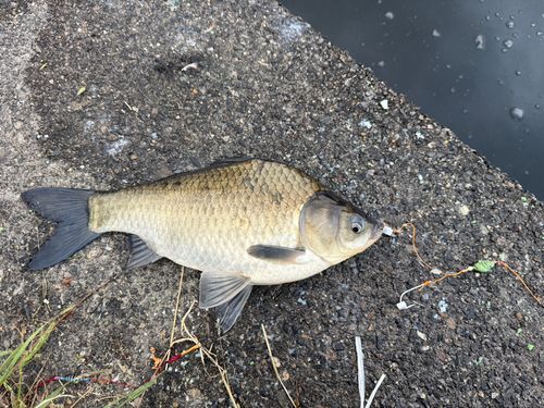 ヘラブナの釣果