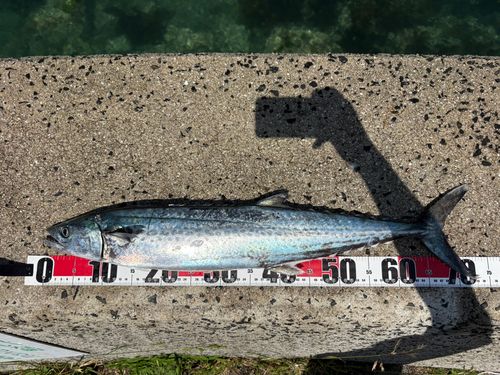 サワラの釣果