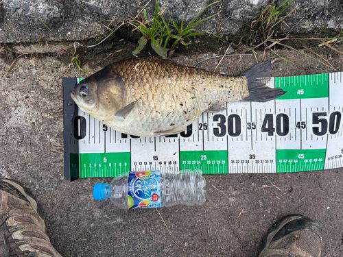 ヘラブナの釣果
