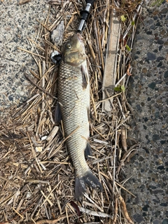 ニゴイの釣果