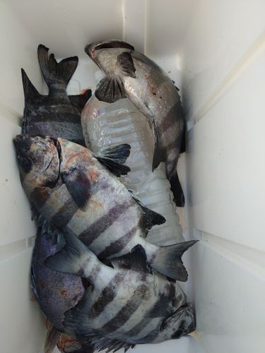 イシダイの釣果