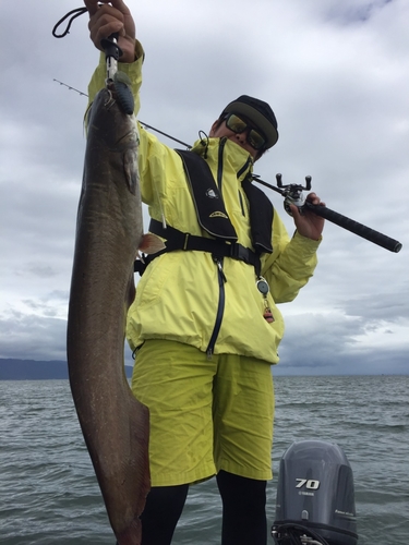 マナマズの釣果