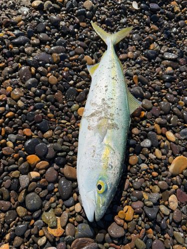 イナダの釣果