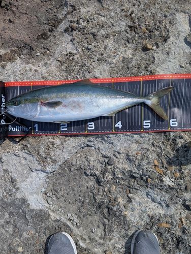 ワラサの釣果