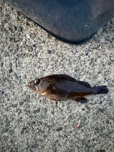 エゾメバルの釣果