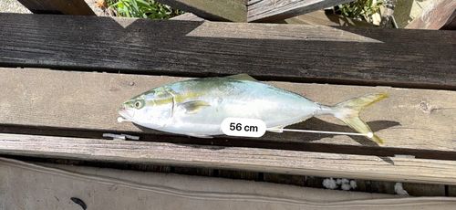 イナダの釣果