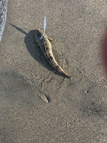 マゴチの釣果