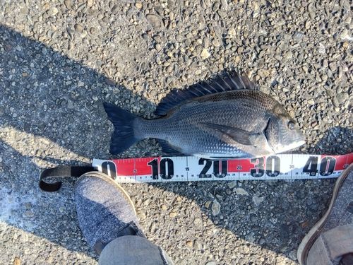 クロダイの釣果